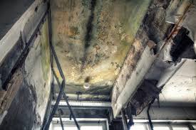 Reliable Clifton Forge, VA Mold Removal & Remediation Solutions